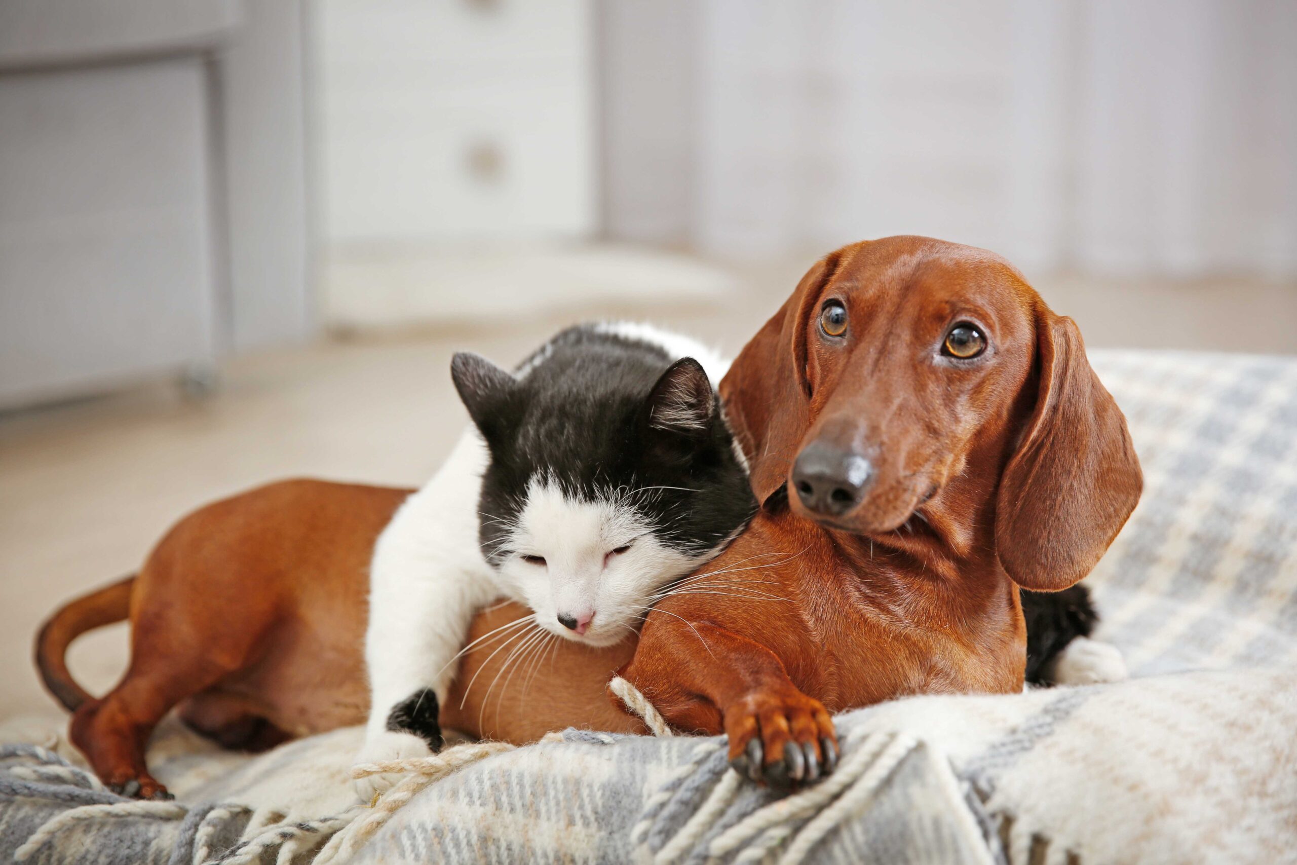 A dachshund and a cat resting together on a blanket