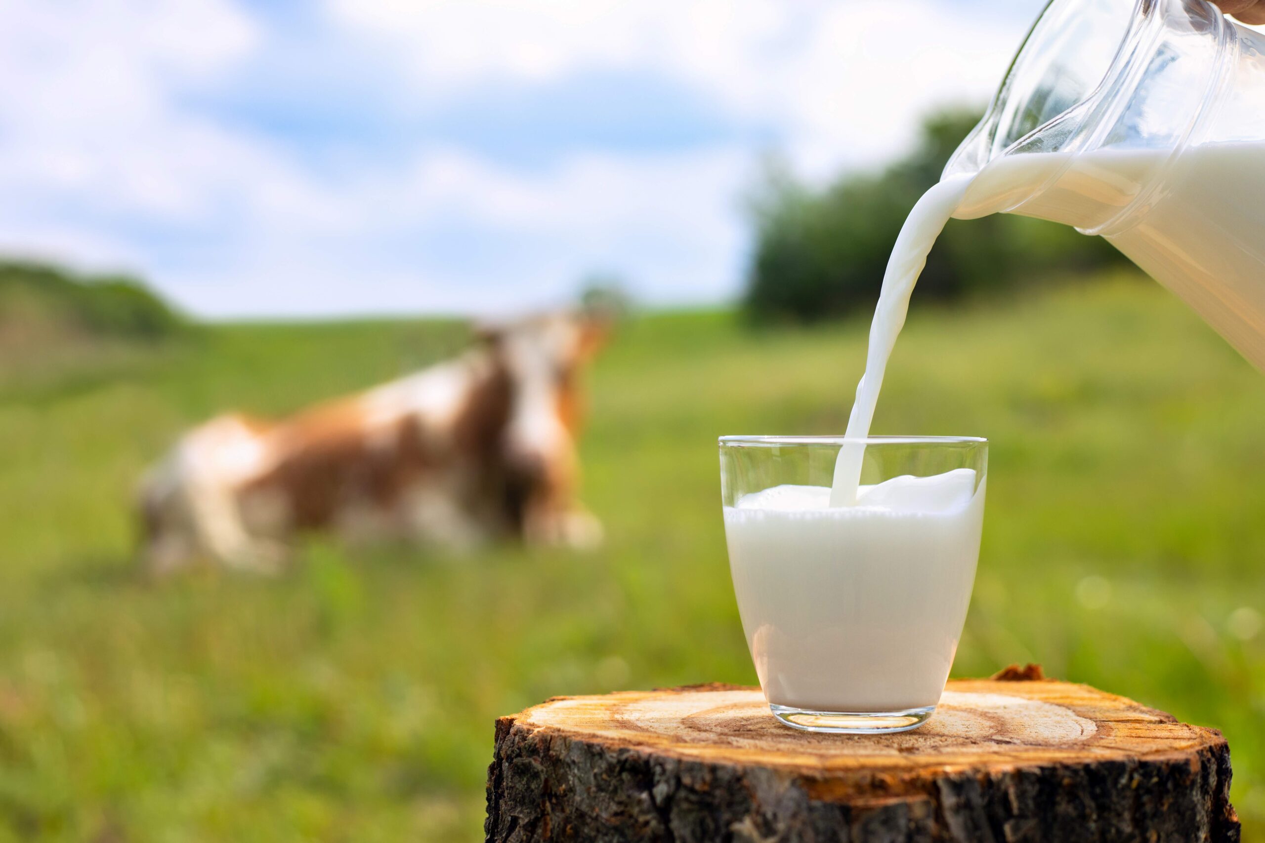 Fresh milk being poured into a glass on a meadow, a cow resting in the background